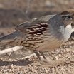 Gambel's Quail